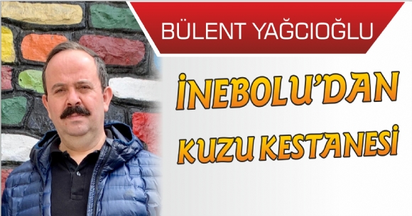 NEBOLU'DAN KUZU KESTANES